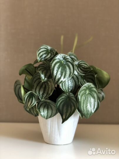 Пеперомия Арбузная