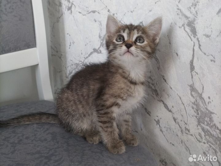 Кошки в добрые руки бесплатно