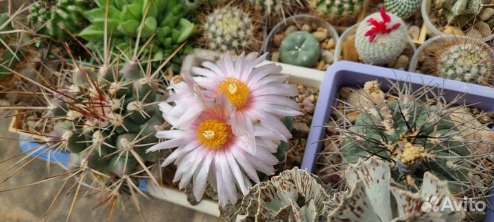 Кактусы и суккуленты в павильончике