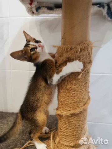 Котята от абиссинской кошки объявление продам