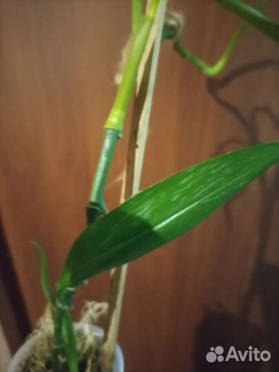 Филодендрон silver spirit