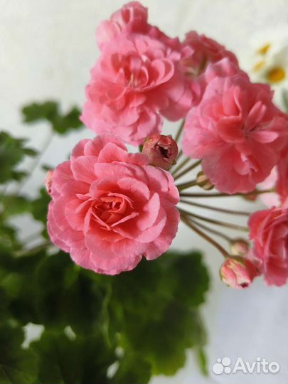 Пеларгония сортовая