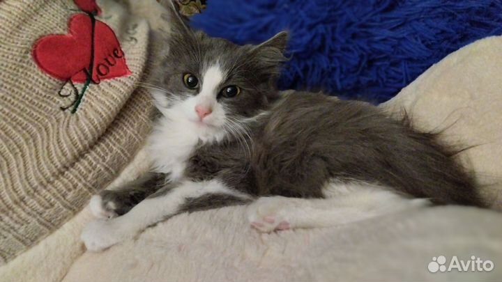 Котёнок Тео