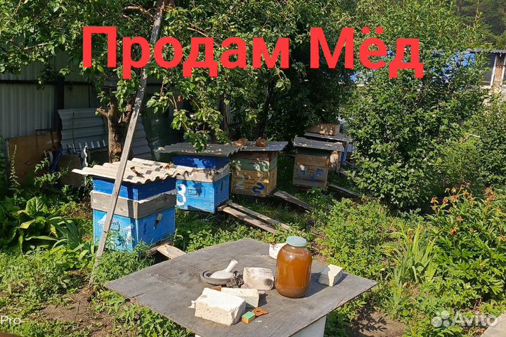 Продам Мёд