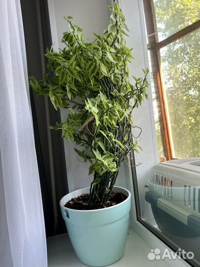 Педилантус