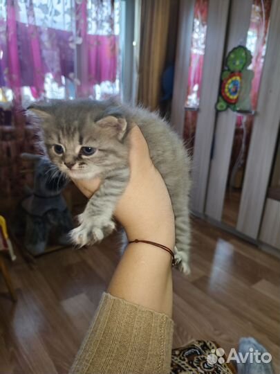 Продам котят шотландские