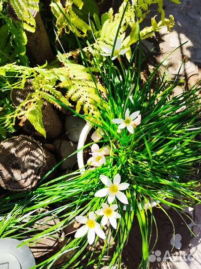 Зефирантес