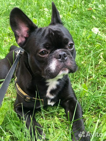 Французский бульдог кобель вязка