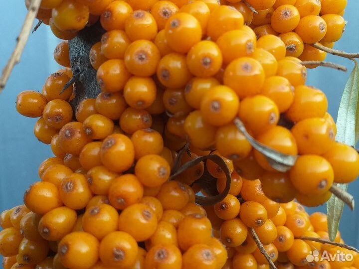 Облепиха ягоды