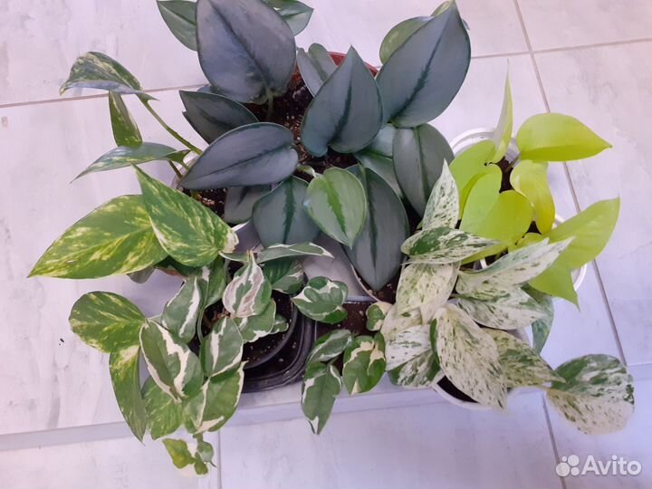 Сциндапсусы