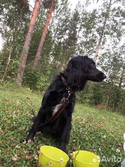 Передержка собак