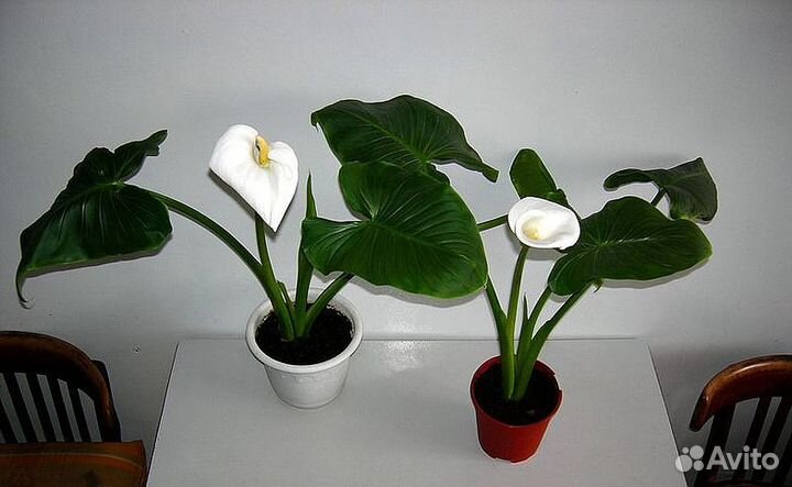 Калла белая эфиопская (Calla Aethiopica)