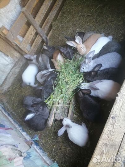 Продам кроликов