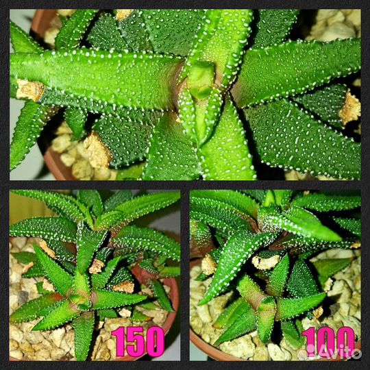 Суккуленты