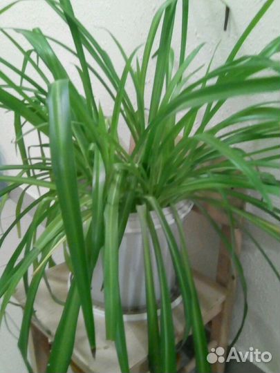 Хлорофитум