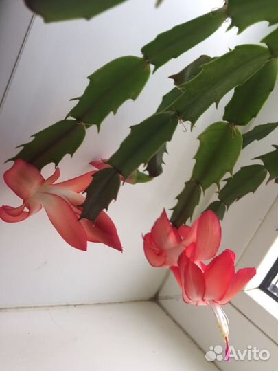 Декабрист, пурпурный с белым