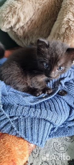 Отдам котят