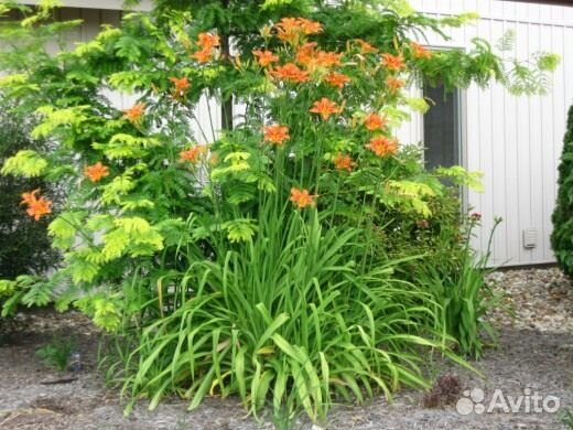 Многолетние цветы садовые