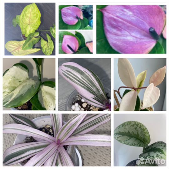 Эпипремнум,Сингониум,традесканция