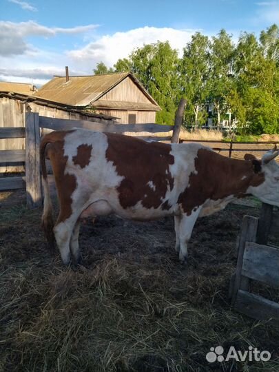 Продам коров