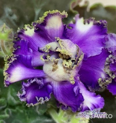 Фиалки сортовые- наборы