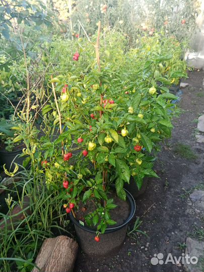 Перец сверхострый Carolina Reaper 10 семян