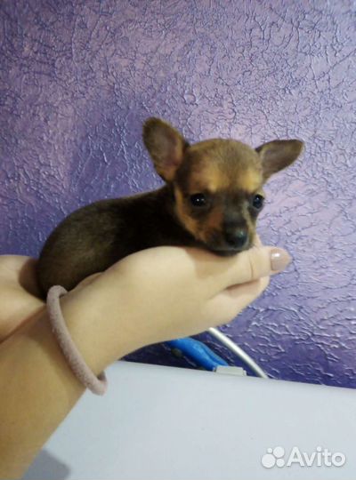 Мини той-терьер щенки