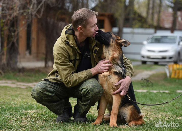 Дрессировка собак,коррекция