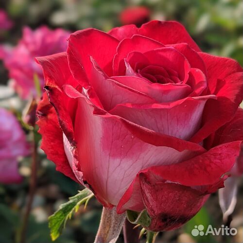 Роза зкс Люксор и другие