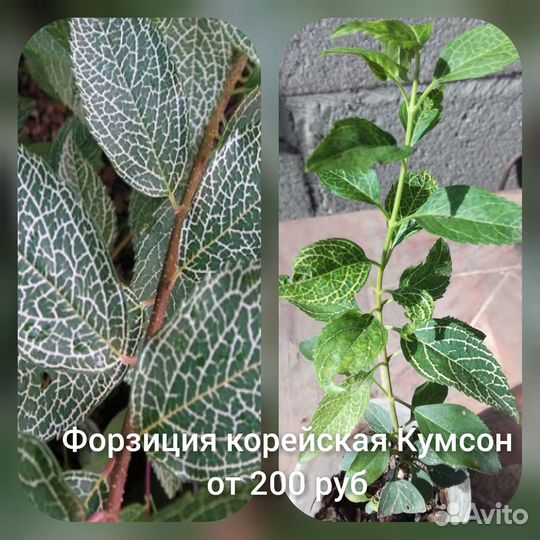 Посконник,Молочай,Форзиция, Кизильник,Дейция