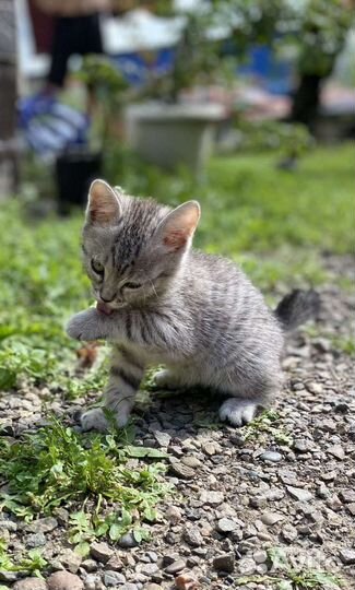 Бобтейл кошечки (мама Британка)