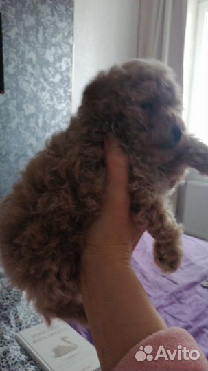 Той пудель мини мальчик