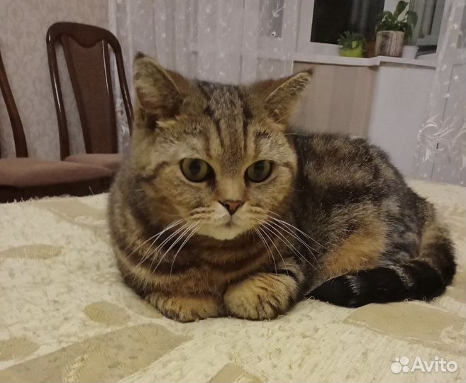 Кошка британской породы