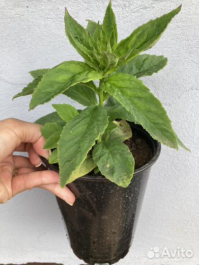 Лобелия меоголетняя для сырых почв