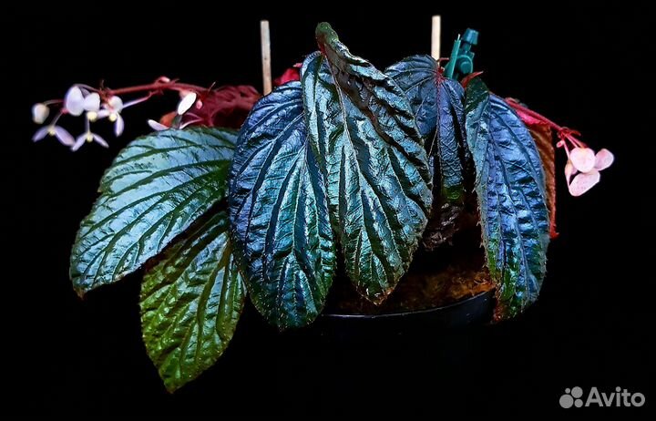 Бегония metallicolor