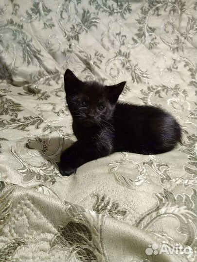 Котик в добрые руки