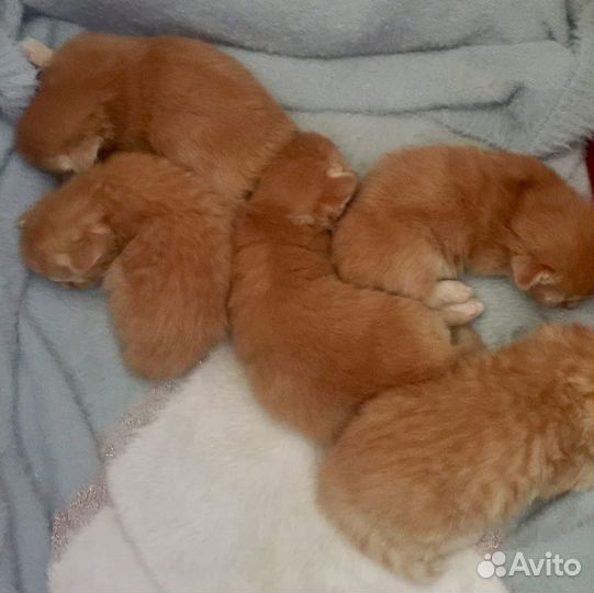 Рыжий кот - примета счастья