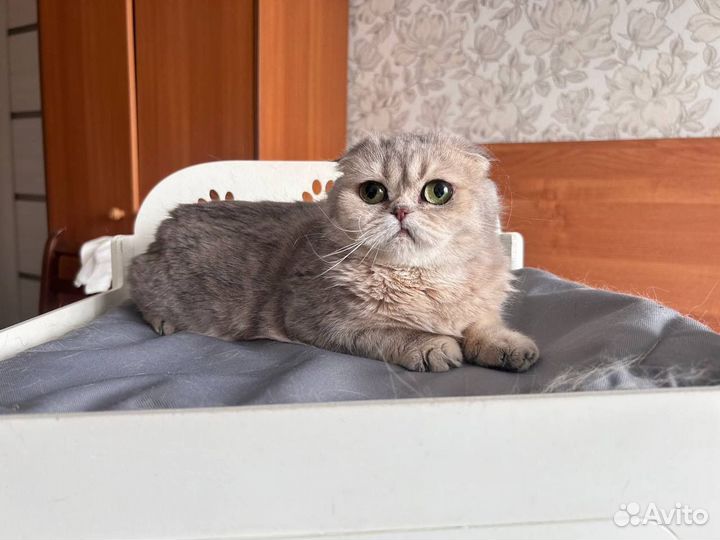 Шотландская вислоухая