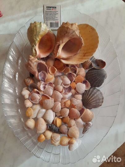 Ракушки из Чёрного моря