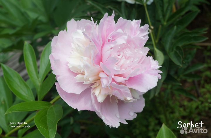 Пионы Мистер Эд, Сорбет, Канари Бриллиантс, Алекс