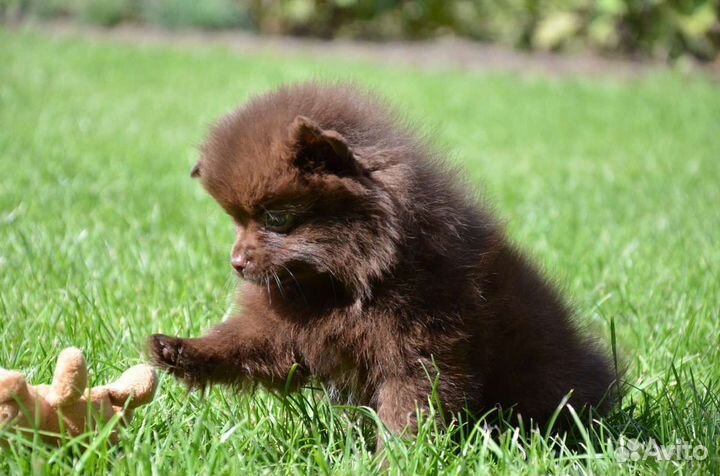 Щенок шпица