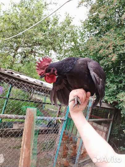 Петух ухейилюй