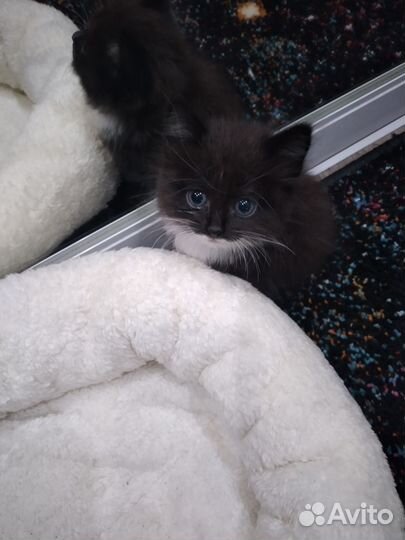 Пристрою мальчика