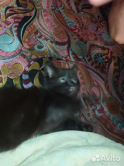 Отдам в добрые руки мама бенгалка