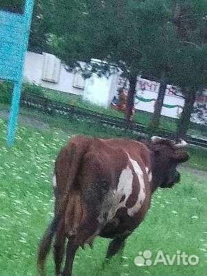 Корова дойная