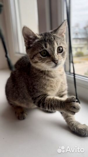 Кошка в дар