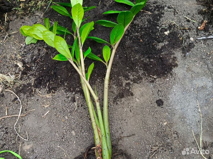 Комнатные цветы