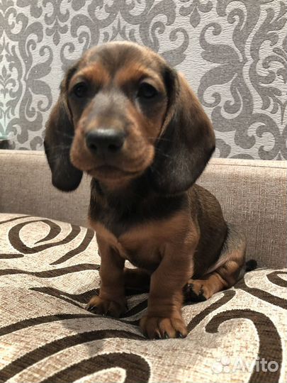 Такса/ вязка