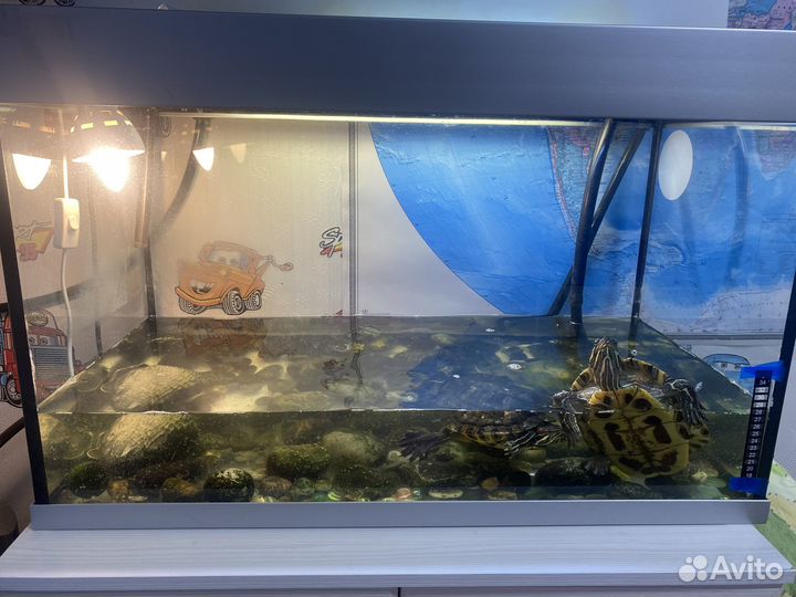 Продаются черепахи и аквариум