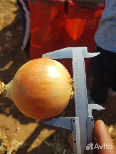 Лук репчатый